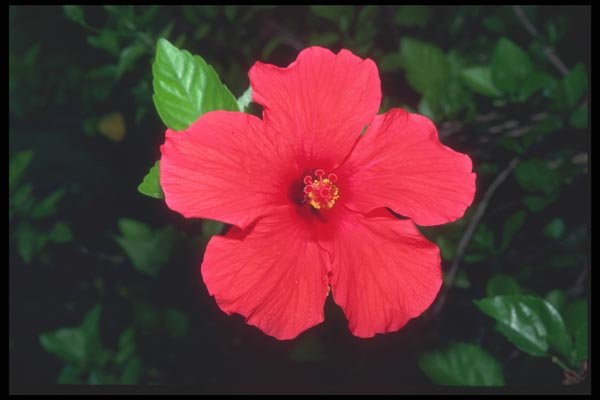 068024 Pink Flower Bahamas A4 Photo Print