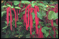 068025 Monkey Or Cat Tails (Chenille Plant, Euphorbia Fam.) A4 Photo Print