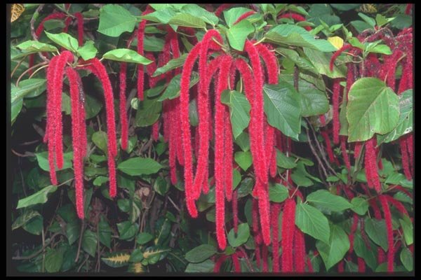068025 Monkey Or Cat Tails (Chenille Plant, Euphorbia Fam.) A4 Photo Print