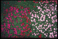 068026 Varicolored Impatiens Bahamas A4 Photo Print