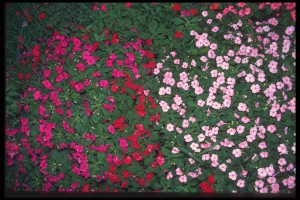 068026 Varicolored Impatiens Bahamas A4 Photo Print