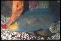 068031 Spanish Hogfish (Bodianus Rufus) Reef Areas, Caribbean A4 Photo Print