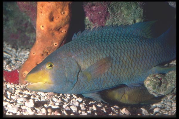 068031 Spanish Hogfish (Bodianus Rufus) Reef Areas, Caribbean A4 Photo Print