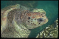 068038 Sea Turtle, Cayman Turtle Farm Grand Cayman Island A4 Photo Print