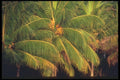 068042 Coconut Palm Trees Jamaica A4 Photo Print