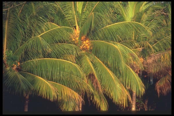 068042 Coconut Palm Trees Jamaica A4 Photo Print