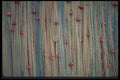 068092 Fishing Nets Drying Sainte Luce, Martinique A4 Photo Print