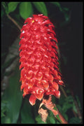 068093 Tapeinochilus Ananasssae, Balata Botanical Garden A4 Photo Print