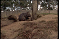 069014 Wombat Cleland Reserve, South Australia A4 Photo Print