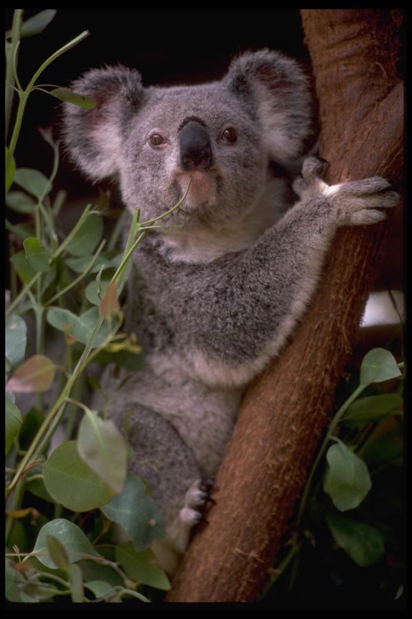 069015 Koala New South Wales A4 Photo Print