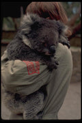 069016 Woman Holding Koala Cleland Reserve, Adelaide A4 Photo Print