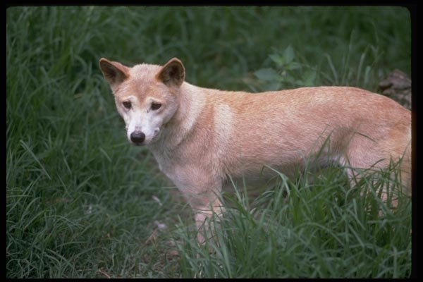 069019 Dingo New South Wales A4 Photo Print