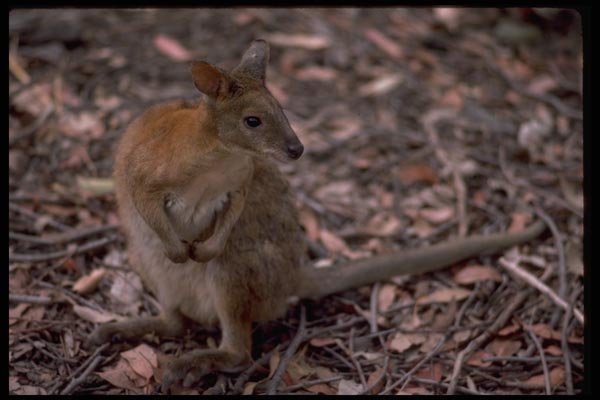 069022 Rock Wallaby Waratah Wildlife Park, New South Wales A4 Photo Print