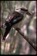 069023 Kookaburra New South Wales A4 Photo Print