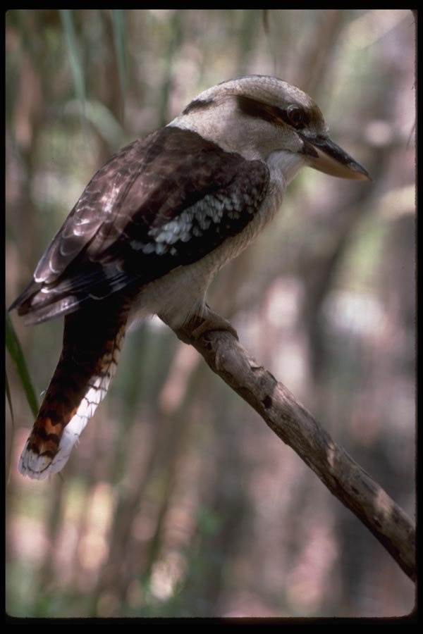 069023 Kookaburra New South Wales A4 Photo Print