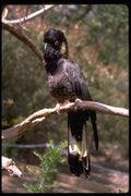 069024 Palm Cockatoo New South Wales A4 Photo Print