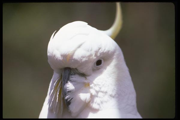 069025 Sulphur Crested Cockatoo New South Wales A4 Photo Print
