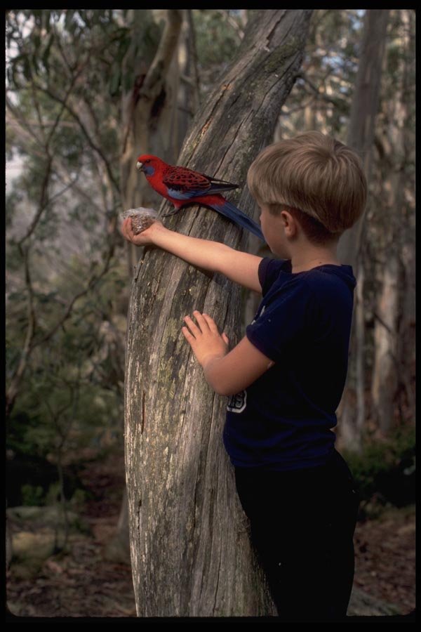 069026 A Boy And A Bird Mt. Buffalo, Victoria A4 Photo Print