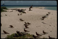 069027 Brown Woddies Michaelmas Cay, Queensland A4 Photo Print