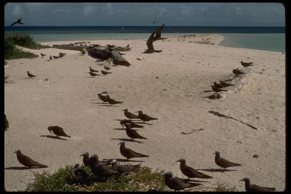 069027 Brown Woddies Michaelmas Cay, Queensland A4 Photo Print