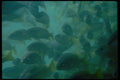 069032 Underwater Observatory Green Island, Queensland A4 Photo Print