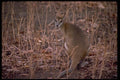 069040 Wallaby Kakadu National Park, Northern Territory A4 Photo Print