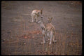 069041 Three Wallabies Kakadu National Park, Northern Territory A4 Photo Print