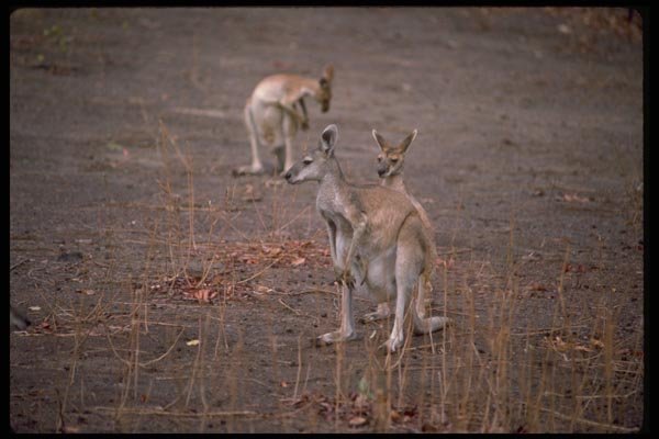 069041 Three Wallabies Kakadu National Park, Northern Territory A4 Photo Print