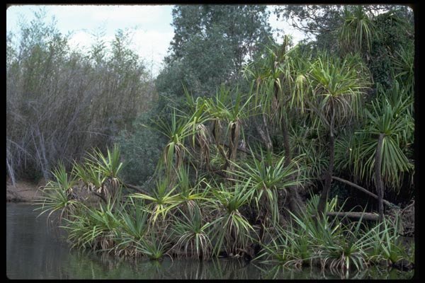 069044 Yellow Waters Billabong With Pandanus A4 Photo Print