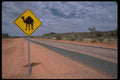 069047 Camel Crossing Stuart Highway, Northern Territory A4 Photo Print