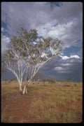 069056 Ghost Gums (Eucalyptus Papuana) Outback, Northern Territory A4 Photo Print