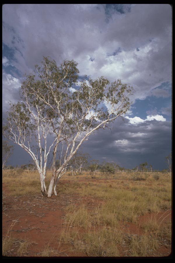 069056 Ghost Gums (Eucalyptus Papuana) Outback, Northern Territory A4 Photo Print