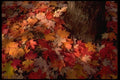 069069 Fallen Leaves Bright, Victoria A4 Photo Print