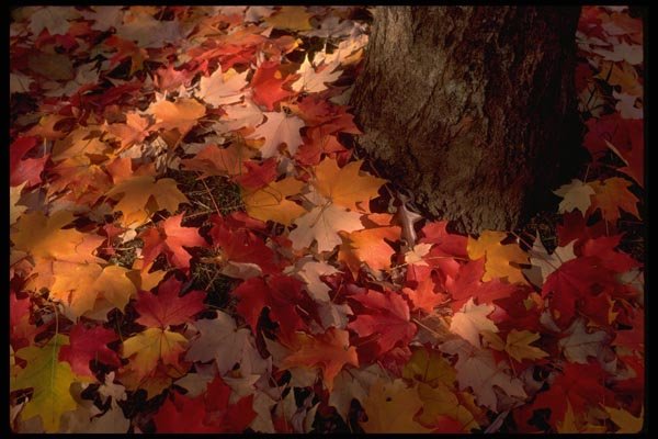 069069 Fallen Leaves Bright, Victoria A4 Photo Print
