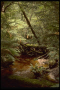 069099 Rainforest Hogarth Falls Trail, Tasmania A4 Photo Print