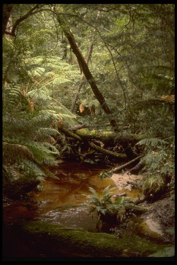 069099 Rainforest Hogarth Falls Trail, Tasmania A4 Photo Print