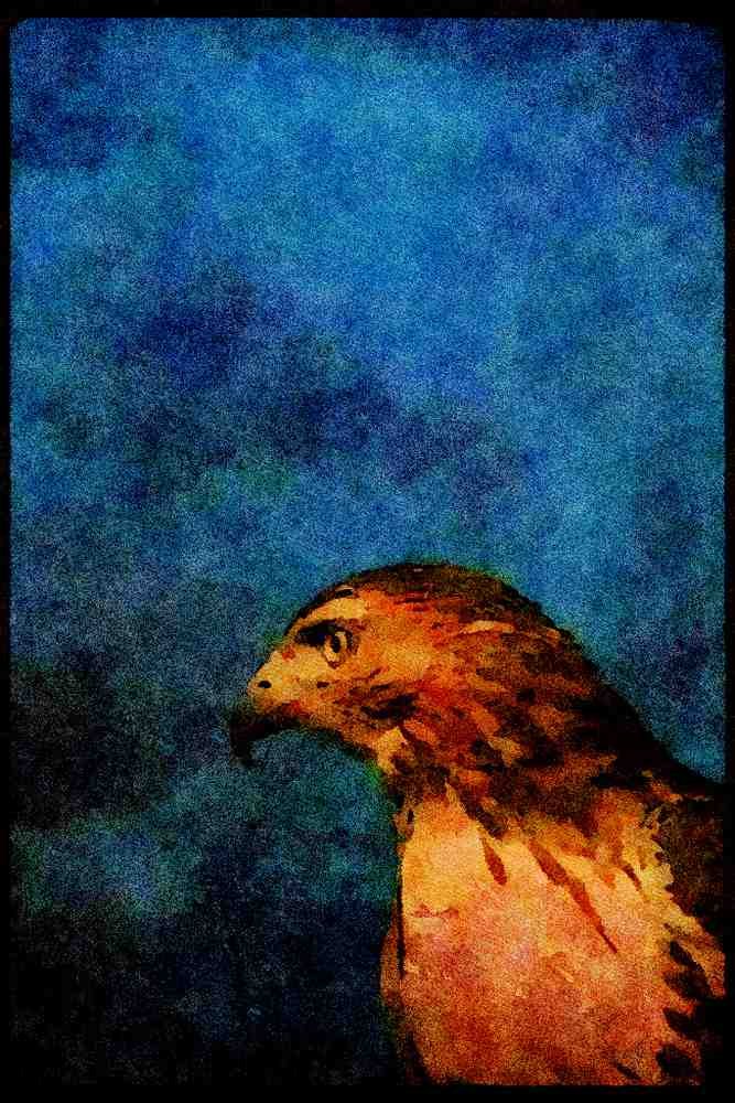 070000 Red Tailed Hawk A4 Limited Edition Watercolour Print