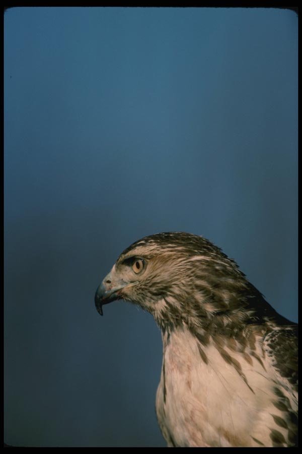 070000 Red Tailed Hawk A4 Photo Print