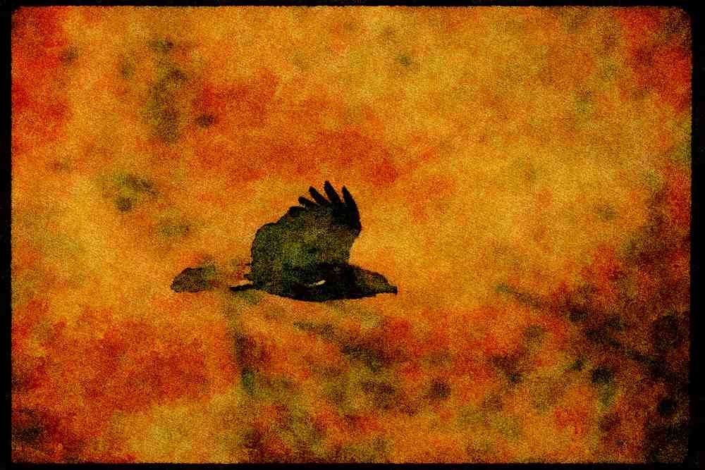 070001 Red Tailed Hawk Gliding In To Strike A4 Limited Edition Watercolour Print