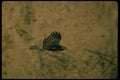 070001 Red Tailed Hawk Gliding In To Strike A4 Photo Print