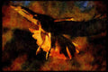 070002 Red Tailed Hawk In Flight A4 Limited Edition Watercolour Print