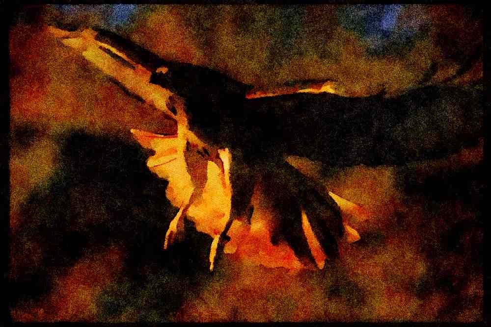 070002 Red Tailed Hawk In Flight A4 Limited Edition Watercolour Print