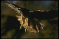 070002 Red Tailed Hawk In Flight A4 Photo Print