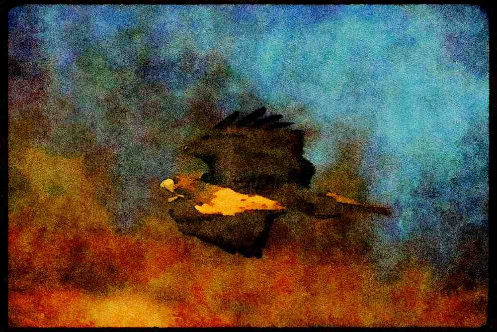 070003 Red Tailed Hawk Swooping In To Strike At Prey A4 Limited Edition Watercolour Print