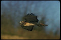 070003 Red Tailed Hawk Swooping In To Strike At Prey A4 Photo Print
