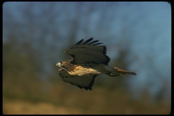 070003 Red Tailed Hawk Swooping In To Strike At Prey A4 Photo Print
