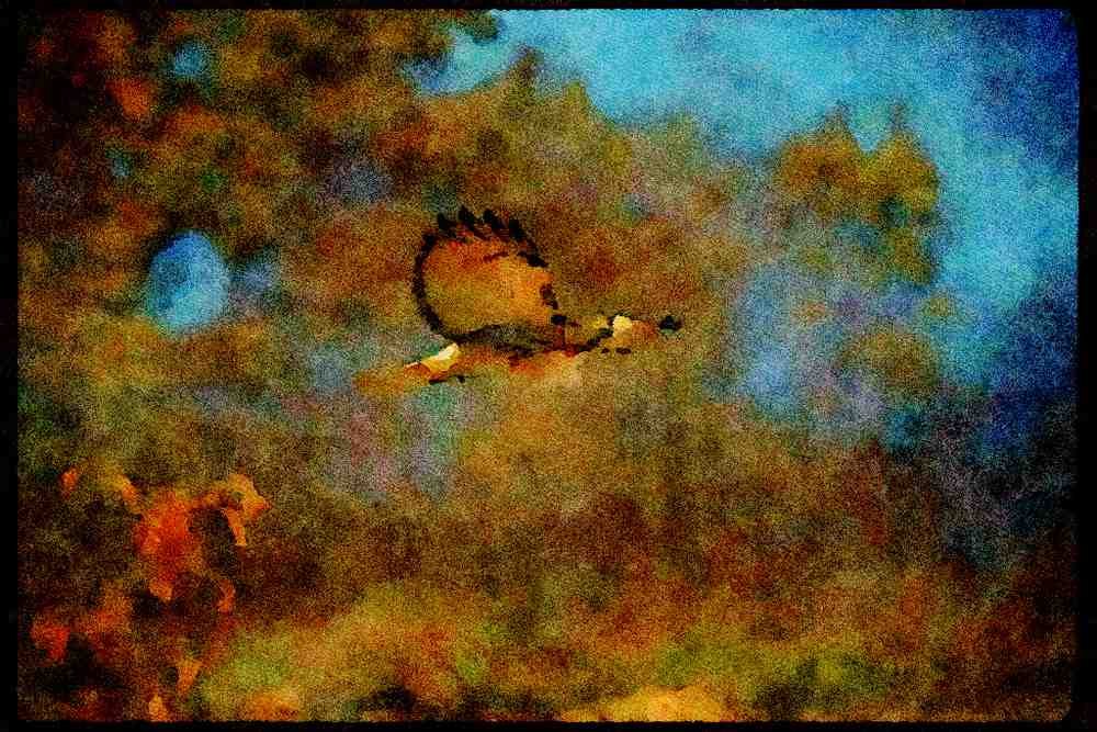 070004 Red Tailed Hawk In Flight A4 Limited Edition Watercolour Print