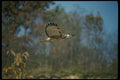 070004 Red Tailed Hawk In Flight A4 Photo Print