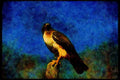 070005 Red Tailed Hawk On Hunting Perch A4 Limited Edition Watercolour Print