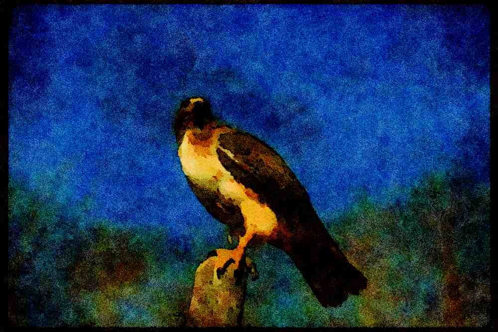 070005 Red Tailed Hawk On Hunting Perch A4 Limited Edition Watercolour Print
